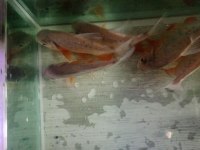 Pacu Pirana 15 16 17 Cm Boy
