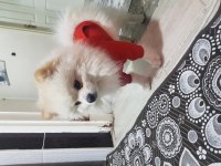 Pomeranian boo 1 yaşında