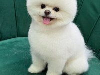 Orijinal Pomeranian Boo yavrular