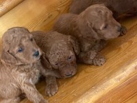 Üst kalite ev ortamında büyüyüyen Poodle güzellikleri