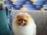 Pomeranian Boo Yavruları