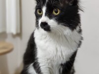 Smokin (tuxedo cinsi) kedimiz