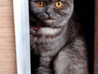 2 Yaşında Dişi Scottish Fold Kızımıza Yuva Arıyoruz