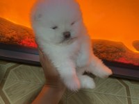 Kar Beyaz Teddy Bear Pomeranian Boo Erkek