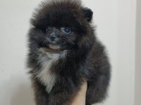 Pomeranian 2 aylık