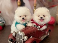 POMERANİAN BOO 2 EFSANE AYICIK