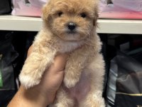 Bebek Yüz En Güzel Maltipoo Yavrularımız