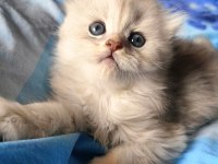 SAFKAN BRİTİSH DİŞİ ERKEK BEBEKLER