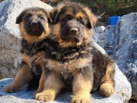 Alman Çoban Köpeği Yavruları