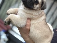 Erkek pug mops köpeğimiz