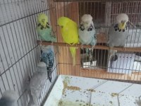 Üreticisinden muhabbet kuşlar