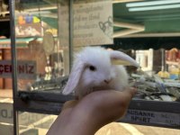 Hollanda lop ve cüce tavşanım gelmiştir