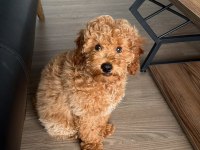 4 AYLIK ERKEK POODLE PASAPORTLU
