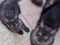 Mainecoon