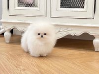 Pomeranian boo ırkının en Nadide kalitesi