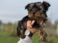 Mini Boy Yorkshire Bebekler Sun Kennels