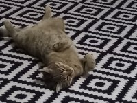 9 Aylık Bebek Kedimiz Yuva Arıyor