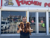 RENK RENK ORJİNAL TOY POODLE YAVRULARIMIZ GÜNCEL ANKARA
