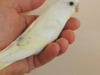 Efsane Renk Cremio Erkek Bebek Muhabbet Kuşu