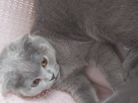 5 aylık yavru scottish fold