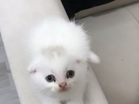 Scottish fold yavrularımız 2 aylıktır