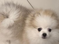 Safkan Erkek Pomeranian Teddy Bear