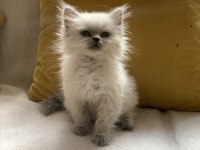 Blue point british longhair