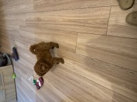 Poodle sahiplenmek 3 aylık
