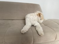 Pasaportlu aşıları eksiksiz köpeğimiz