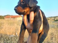 Orjinal king doberman yavrular