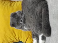 Yakışıklı scottish fold oğlum loki