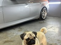 YETİSKİN ERKEK PUG MOPS