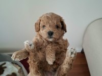 Ailemizde Büyüyen Maltipoo Bebeklerim