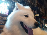 7 Aylık Alfa Karbeyaz Samoyed