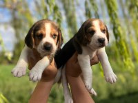 Satılık Beagle Yavruları