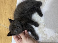 Kendi kedilerim oyuncu ve çok tatlı scottish fold