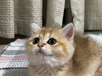 British Shorthair Kedisi