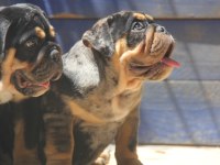 RENKLİ BULLDOG ÇOCUKLAR