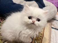 63 günlük british longhair yavrumuz