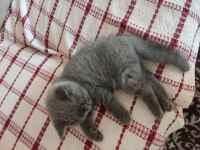 British shorthair oğlumuza yuva arıyoruz