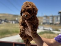 Petmode köpek çiftliğinden redbrown toy poodle