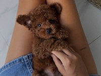 Safkan Toy Poodle