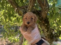 TOY POODLE IRK GARANTİLİ YAVRULARIMIZ