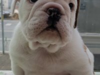 İNGİLİZ BULLDOG YAVRULARI