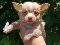 Şivava bebek köpeklerim yeni yuvasını arıyor