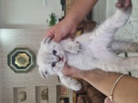 Scottish fold ve british bebekler