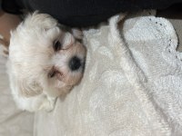 Korekan Maltese Terrier