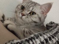 Silver Tabby British Shorthair