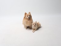 Pomeranian yavru 6 aylık