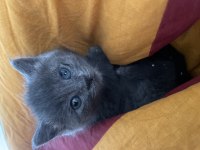 British shorthair yavrumuz yeni yuvasını arıyor